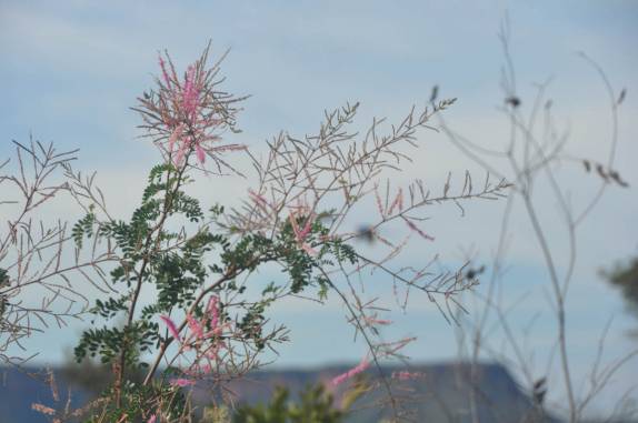 Flõr de cerrado no P.N. Nascentes do Parnaíba, no extremo sul do Maranhão